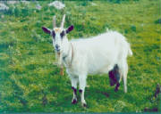 goat2.jpg